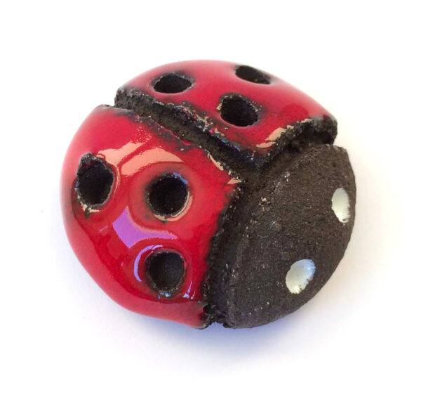 COCCINELLA CALAMITA